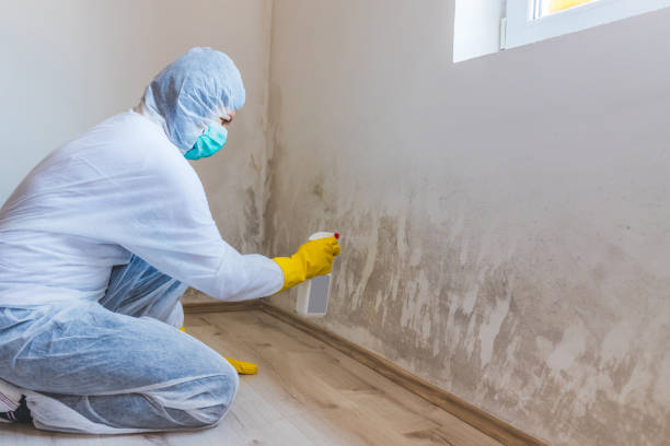 Mold Remediation specialist working in Ellenton