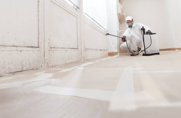 Black mold remediation team in Ellenton